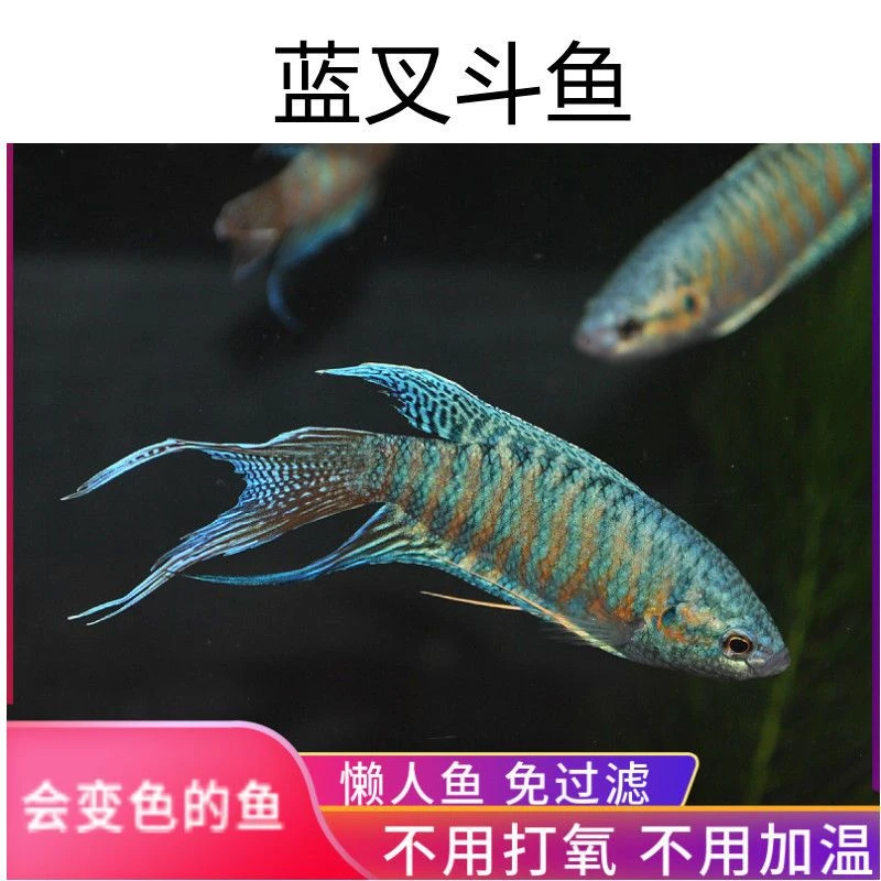 中国斗鱼冷水鱼缸观赏鱼鲜活耐养不用打氧适合新手养殖