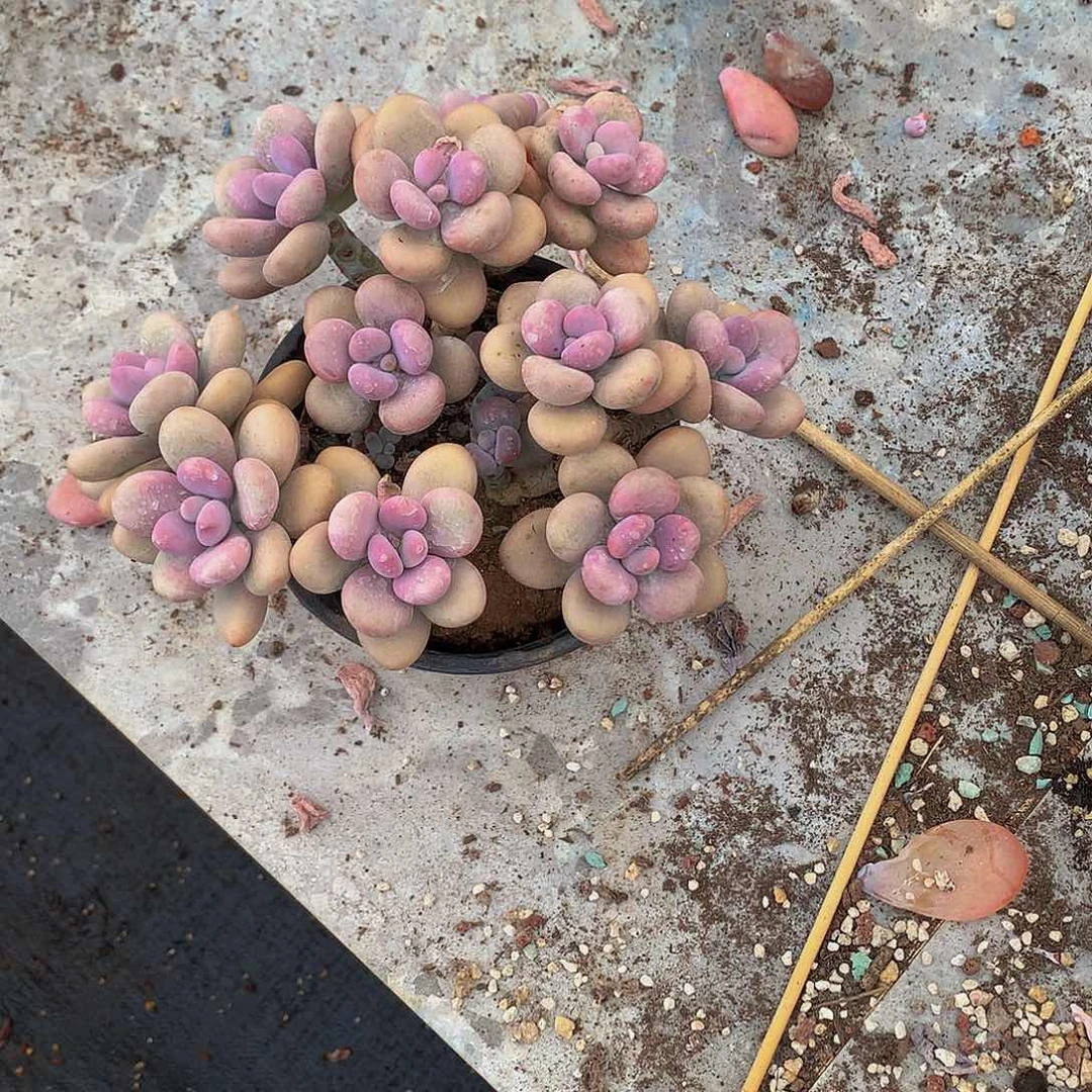 余*一物一拍包邮余丽