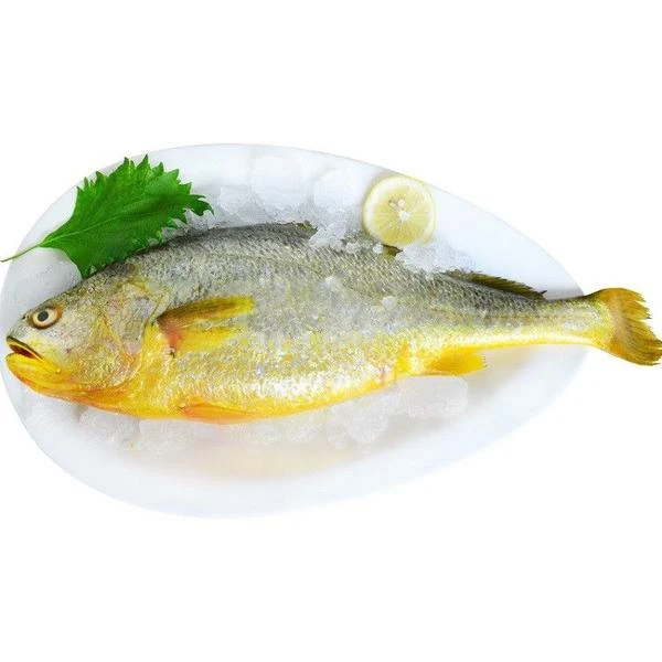 黄花鱼新鲜特大黄瓜鱼