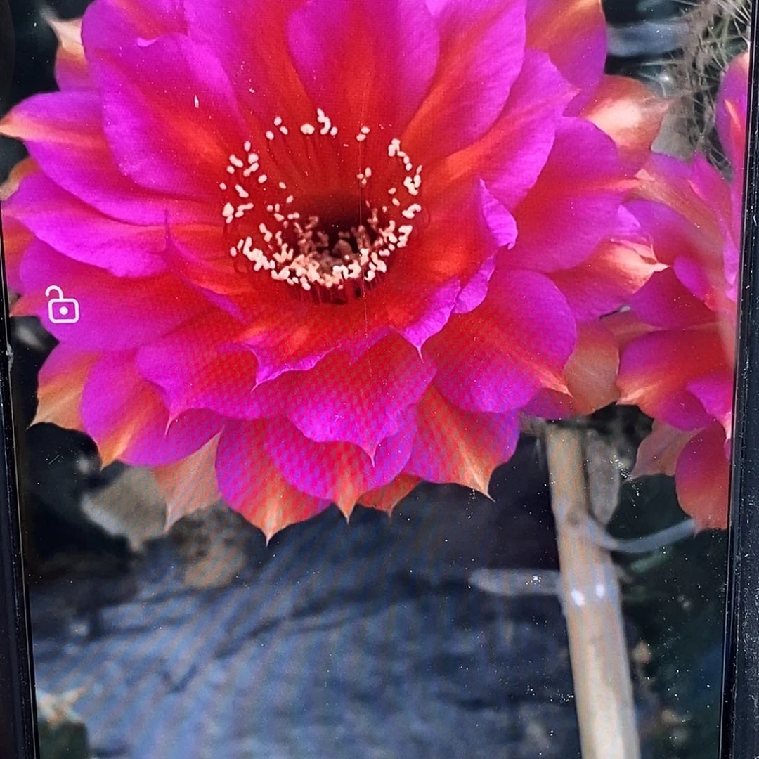 彩秋24侧芽高7公分以上