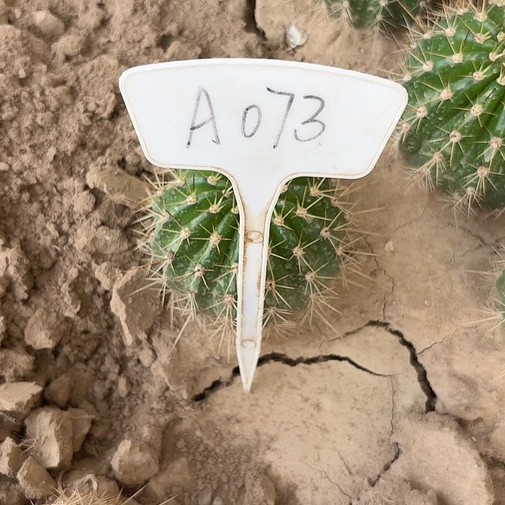 顺**然A073,七仙女毛花柱