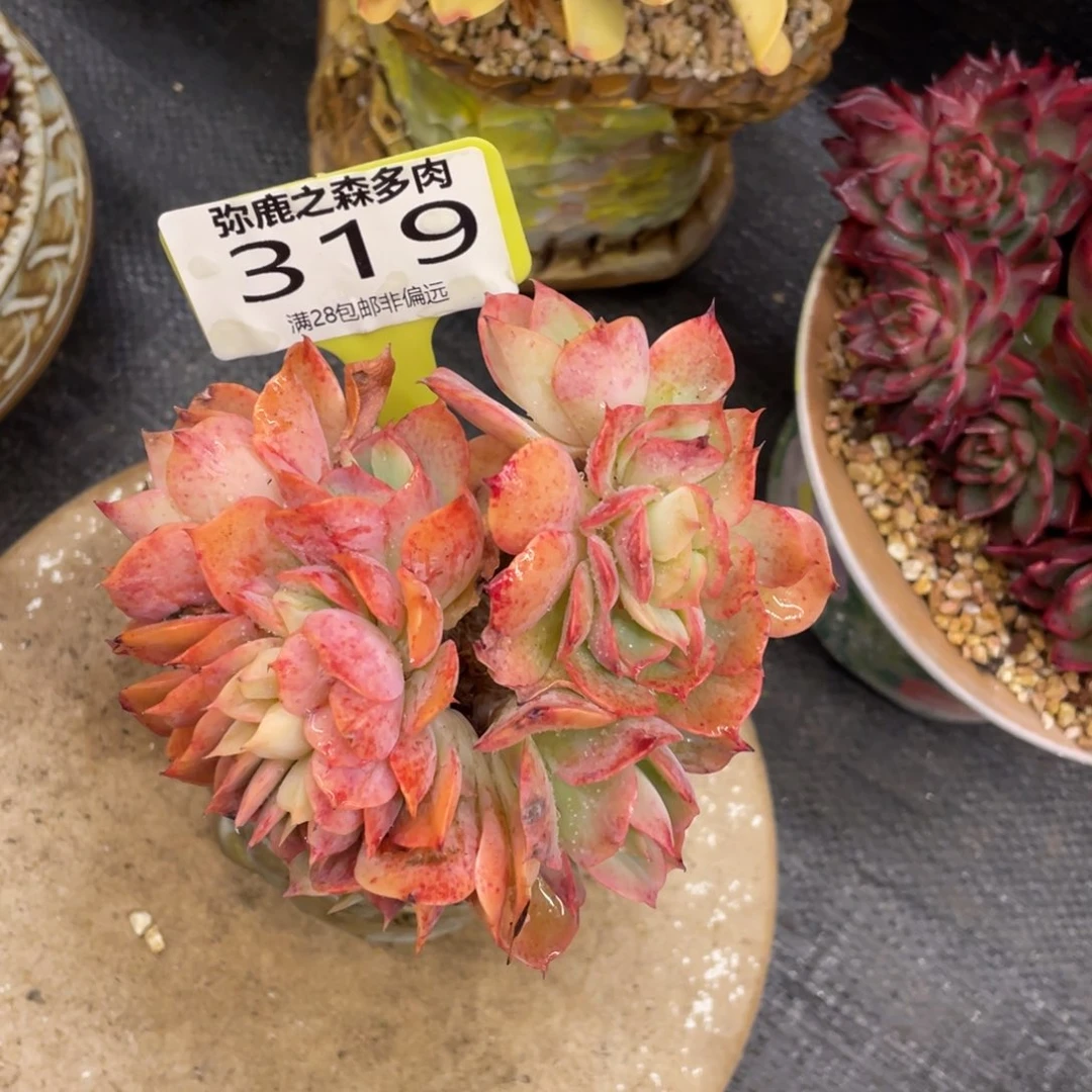 最***人弥鹿之森一物一拍