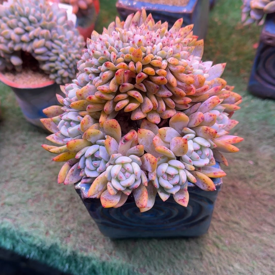 星影树缀无砍多肉