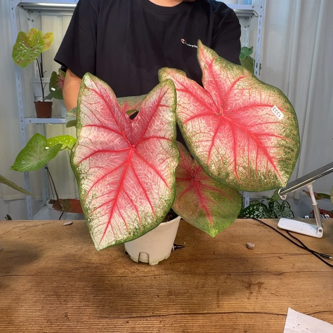 无花朵红桃公分   1333