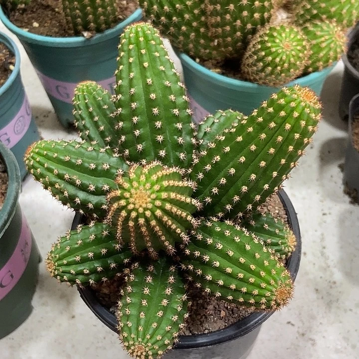 甜***蜜仙人球金四群一物一拍带盆土