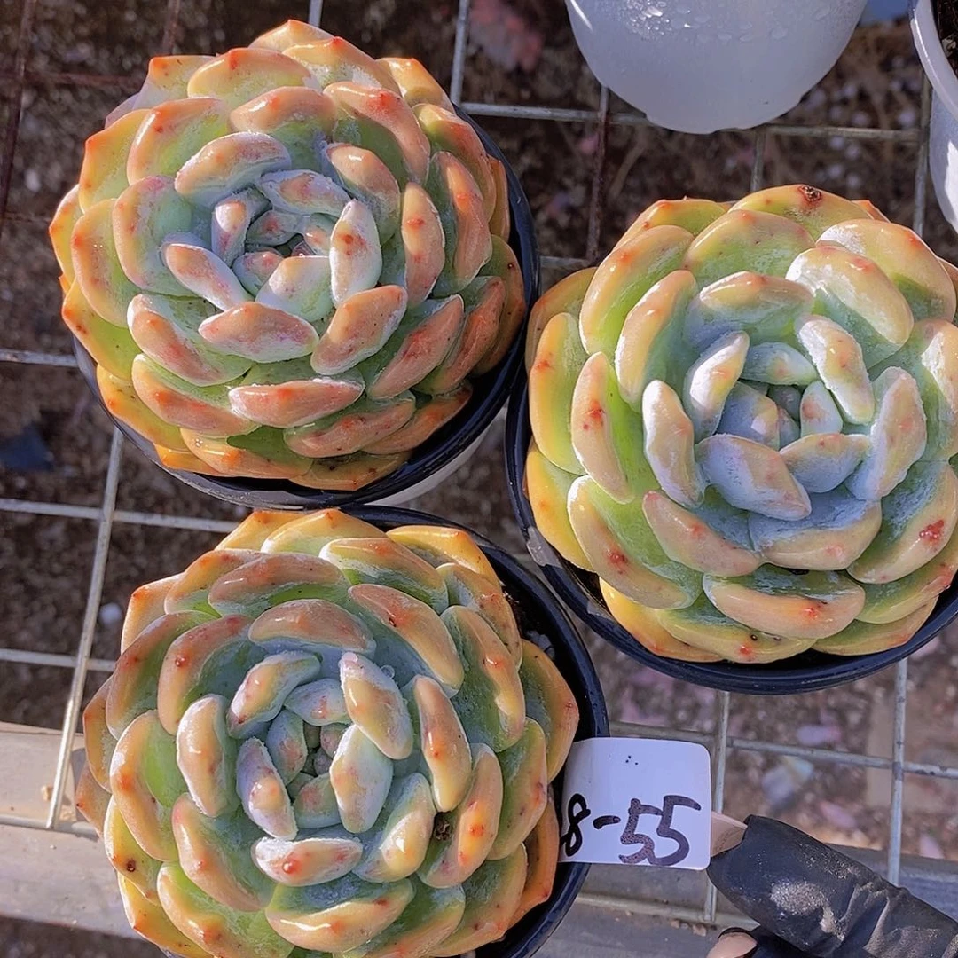 28-55-大宽叶黄皮梦露单头福利一颗量拍