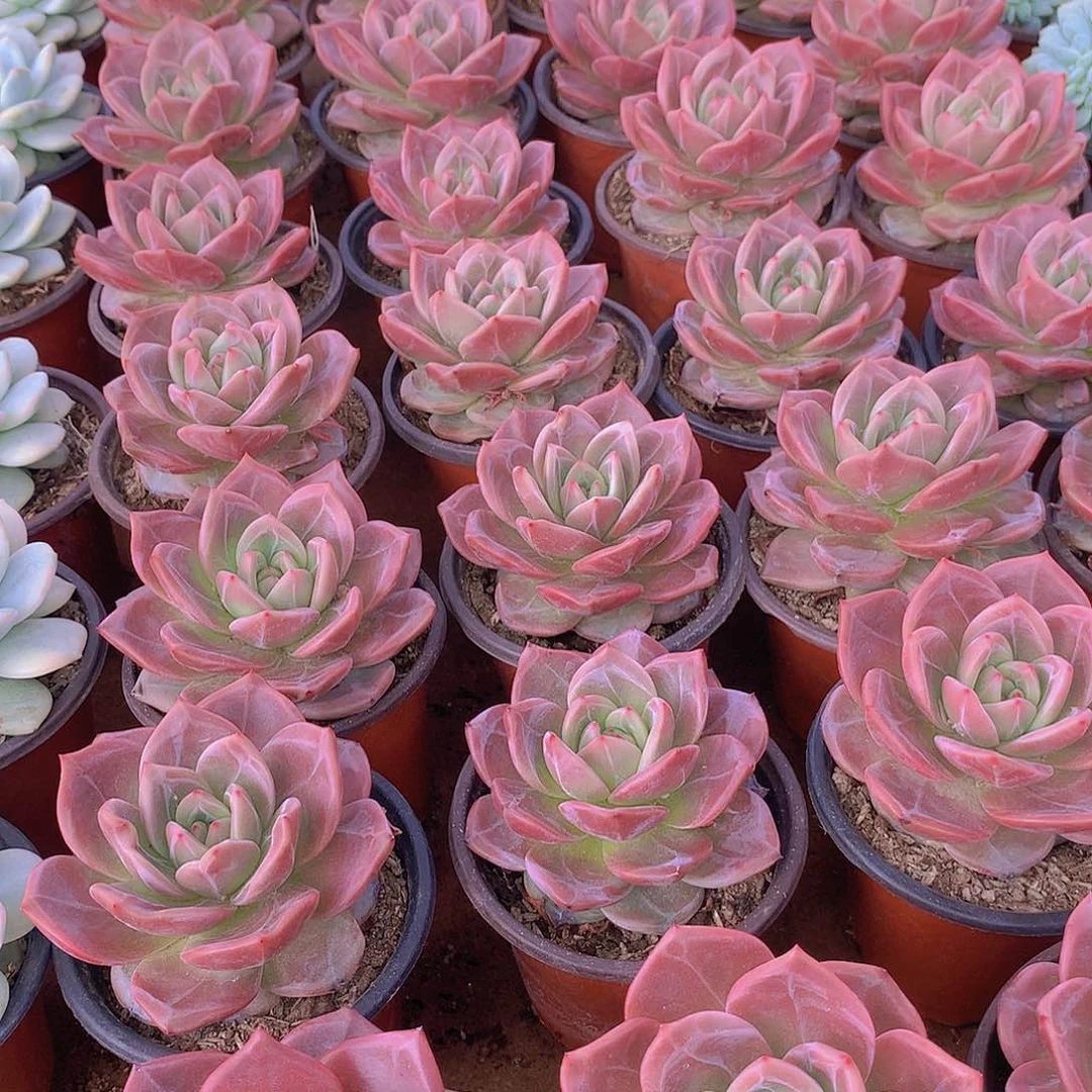 优选香槟2457789000000