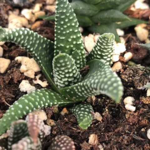 秋天星硬叶多肉植物