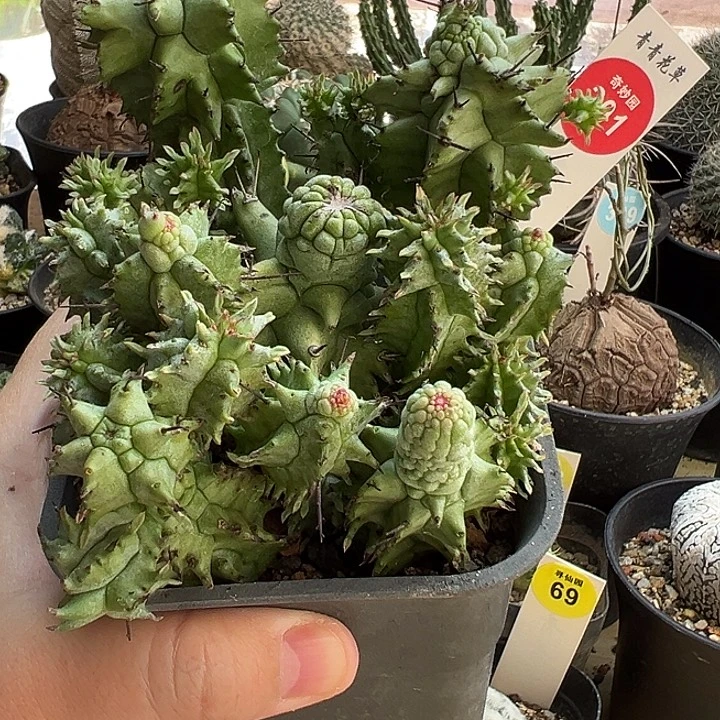 角尤白衣魁伟玉石化群一棵