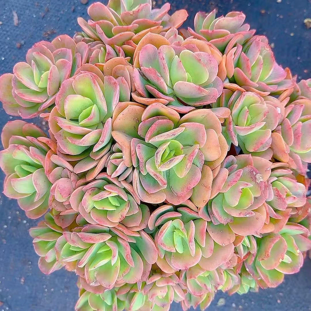 克里斯丁  小谢多肉植物庭院空气耐旱上盆固定