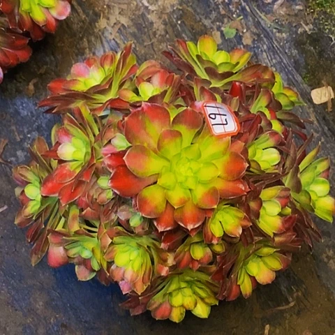 韶华法师老桩167链接