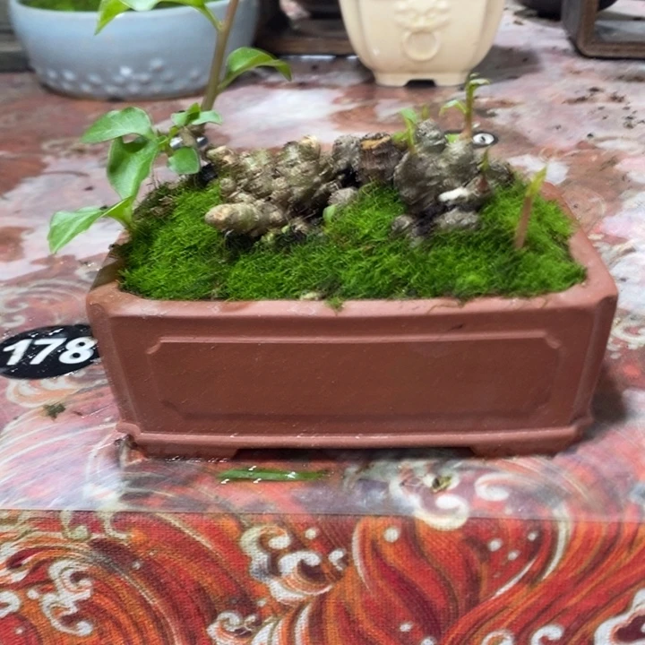 用***6无花朵退款拉黑拉黑51
