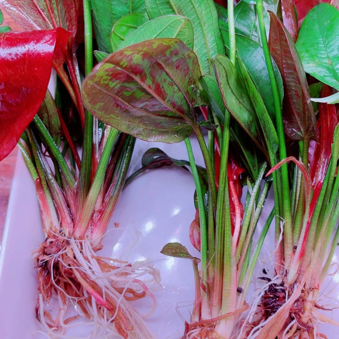 美小呆哇塞套餐一份