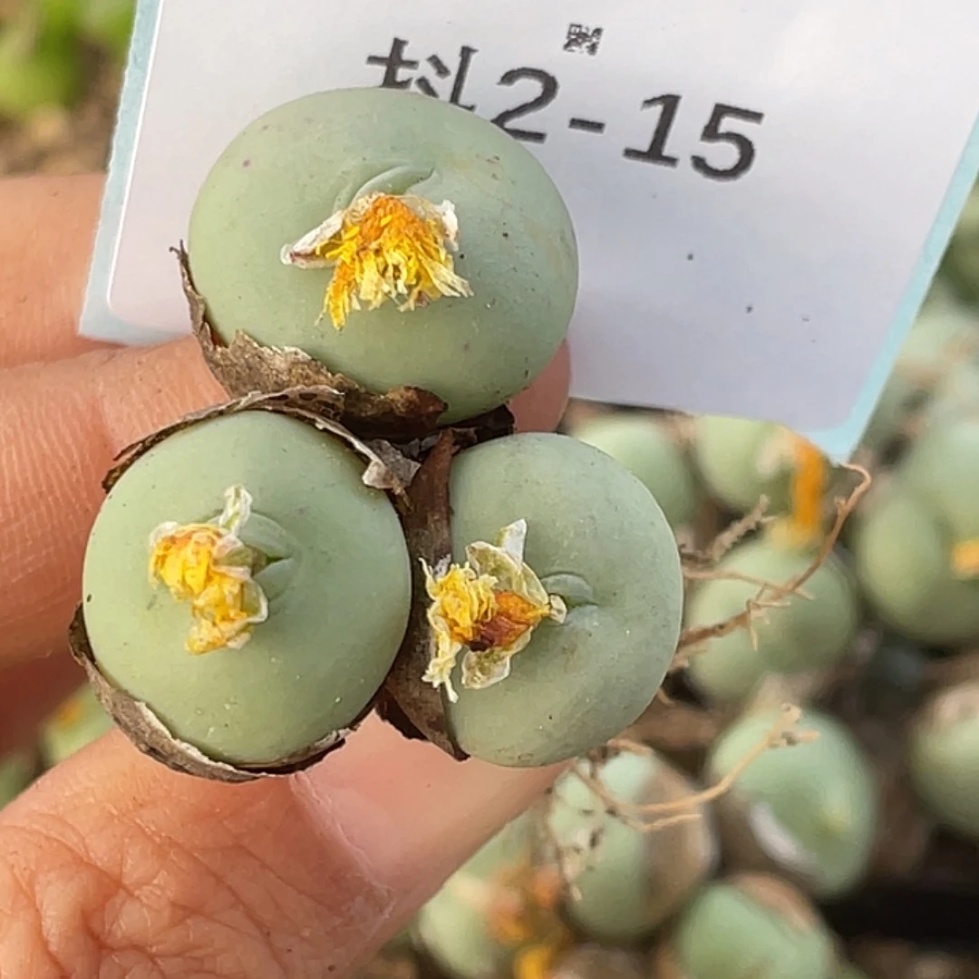 G****2-15肉锥多肉植物