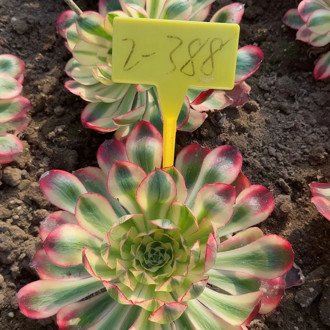 O****O2+388---多头多肉植物