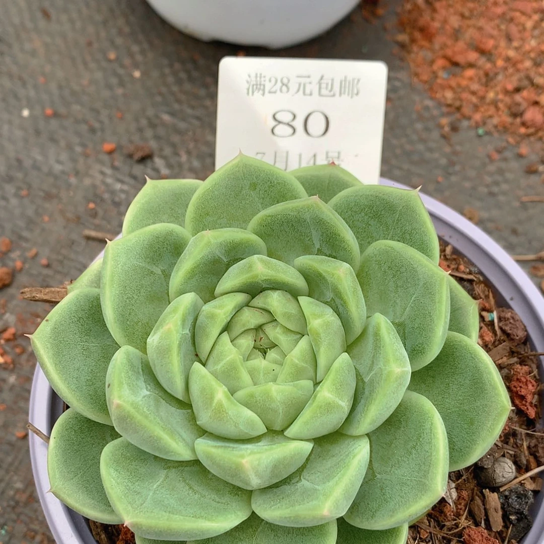 【闪购商品】云80号
