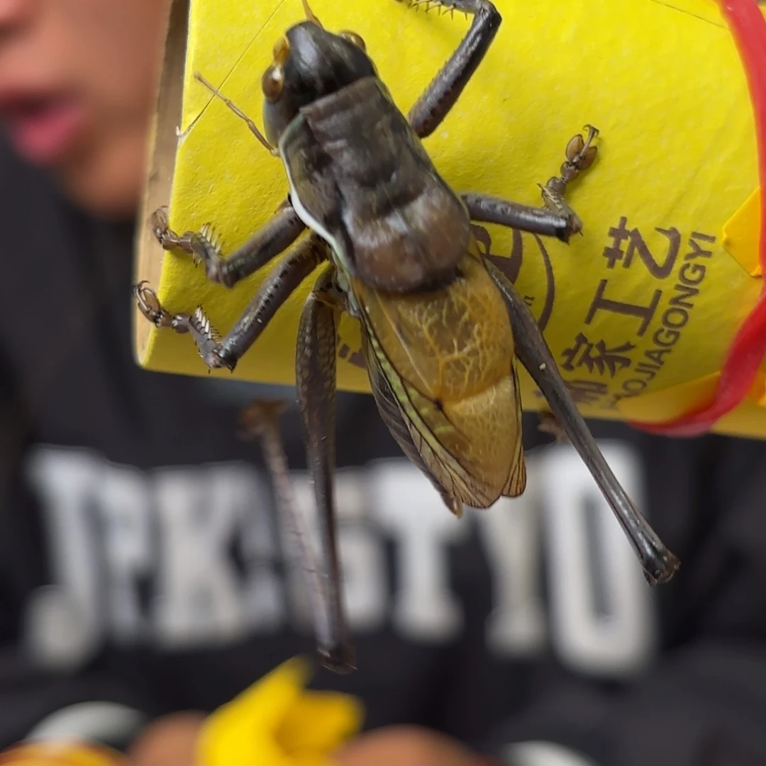 用***6蝈蝈蝈蝈福福价格