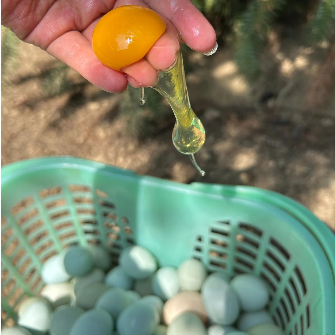 新鲜农家生态散养绿壳土鸡蛋营养丰富适合月子小孩食用