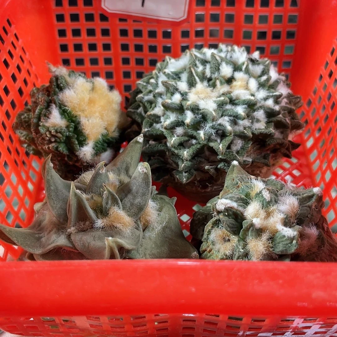 9号酸菜筐拍牡丹无根