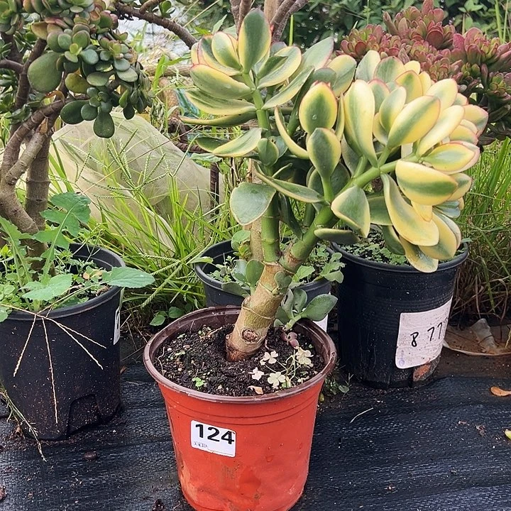 星**盏124号新花月景不带盆