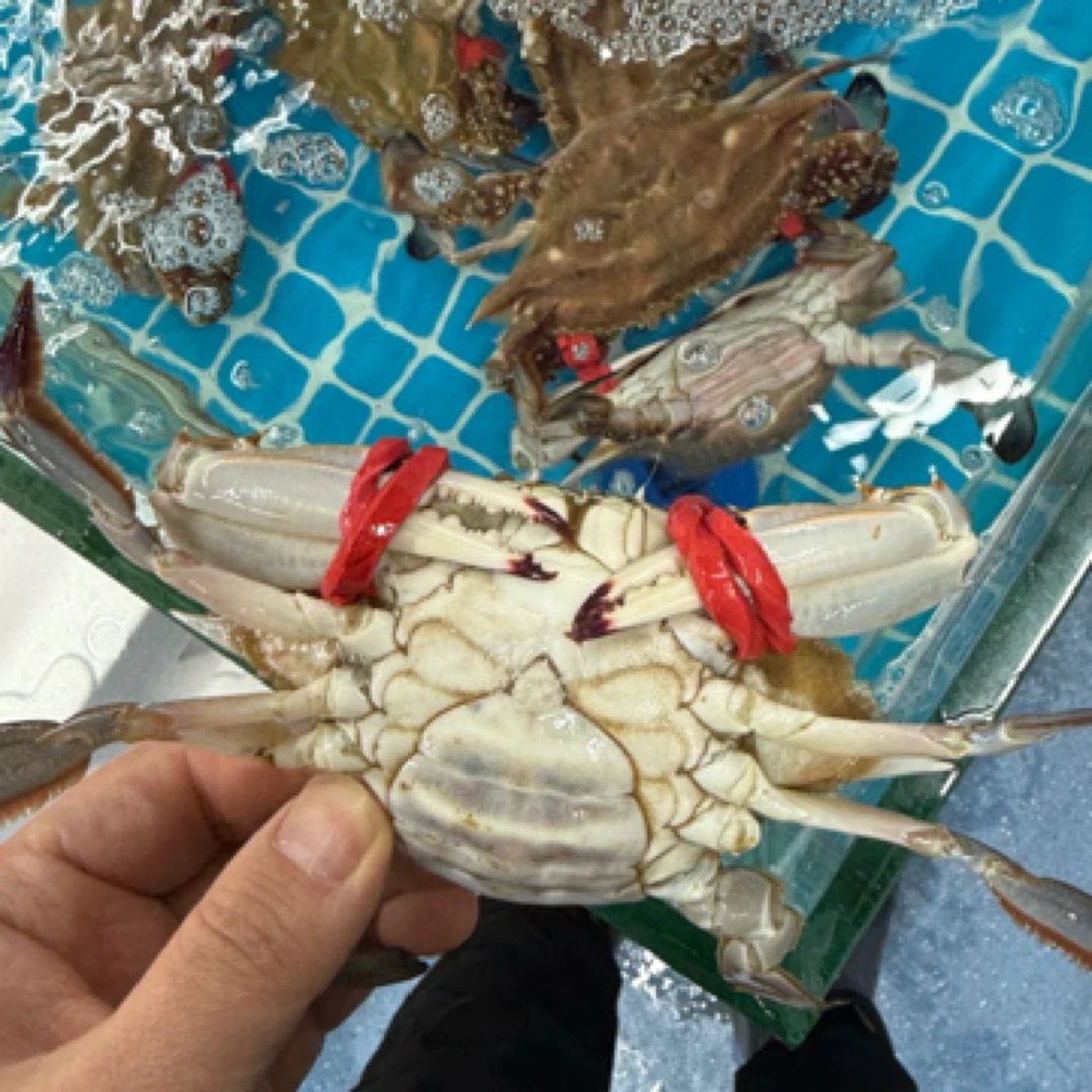 满黄，三点红飞蟹梭子蟹,【保鲜不保活】2/3斤，5-9只，3-6两/只