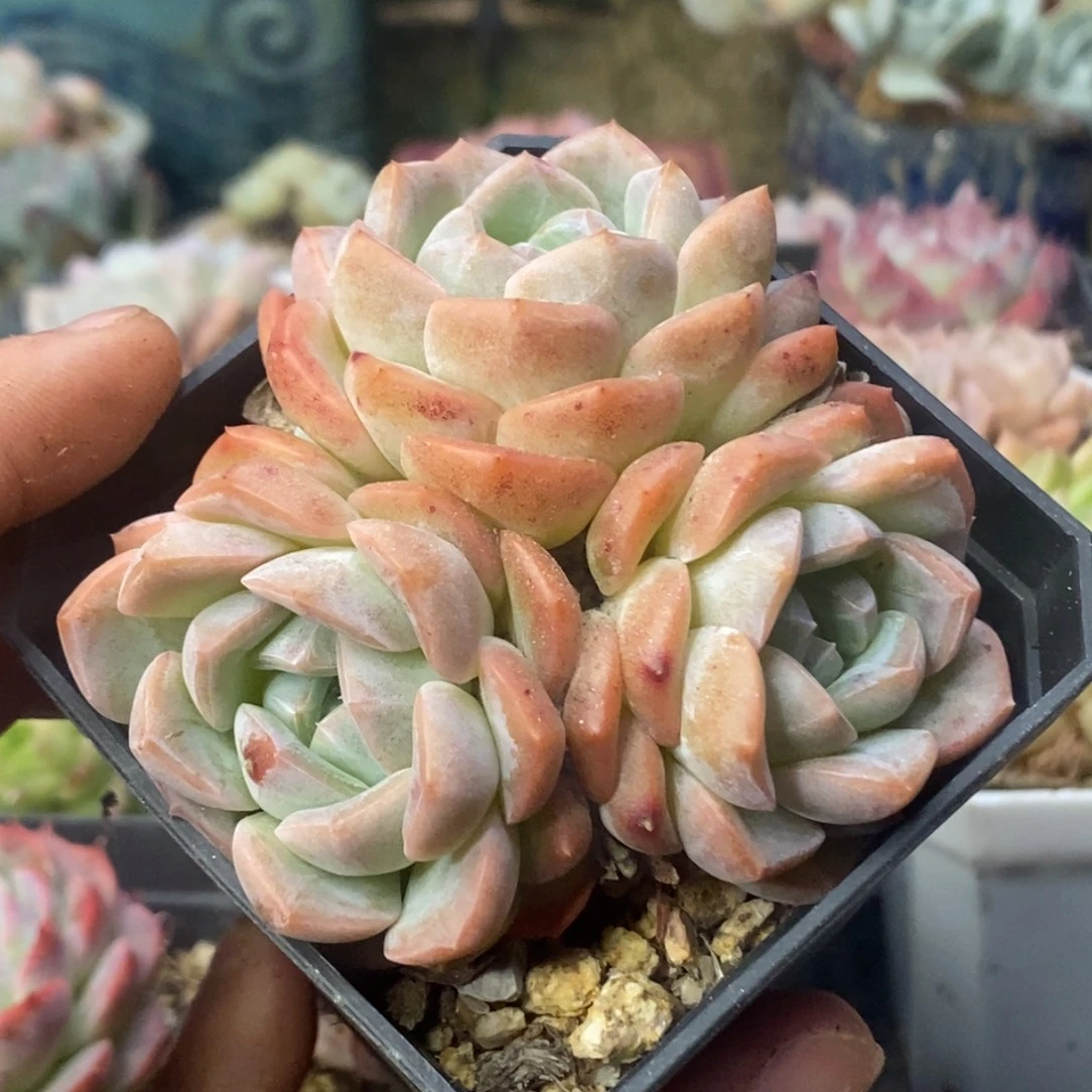 橙梦露杂交小群清棚