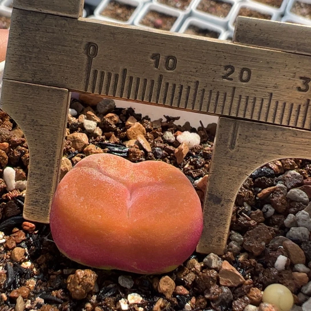 红蟠桃1801.1多肉植物百科