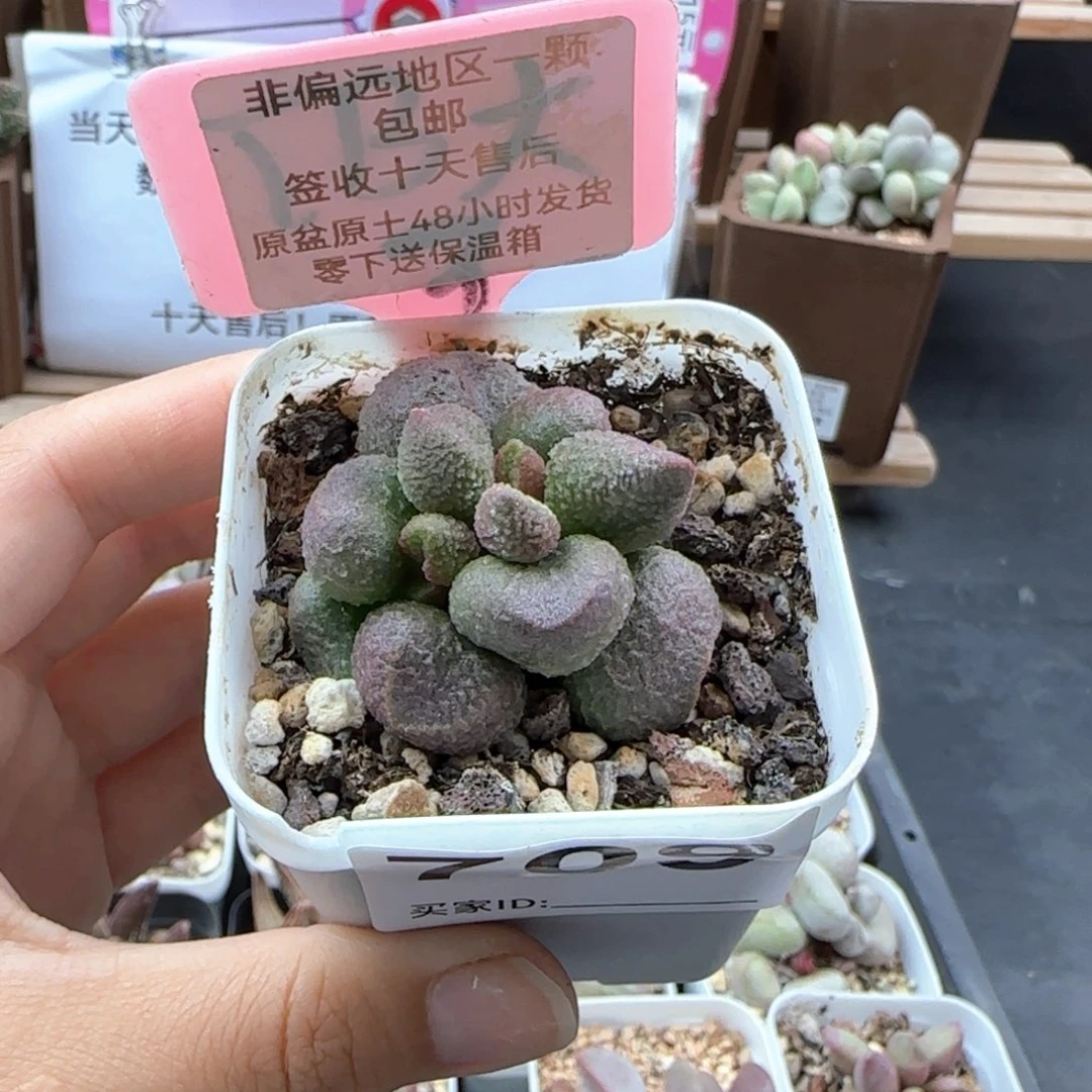 709水蜜桃多肉植物