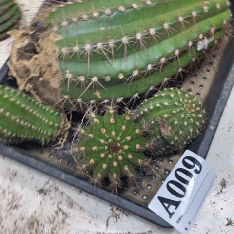 开**心瑕疵的毛花柱a 009