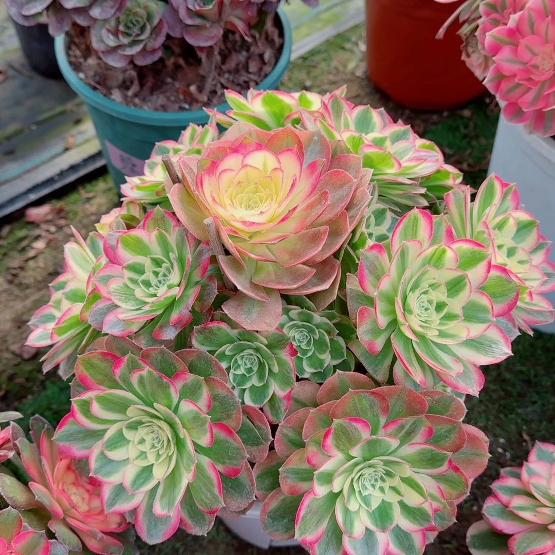 胭脂水粉，多肉植物生长