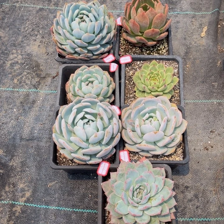 2****6橙梦露2雪橙两麦当娜托斯卡粉蓝鸟