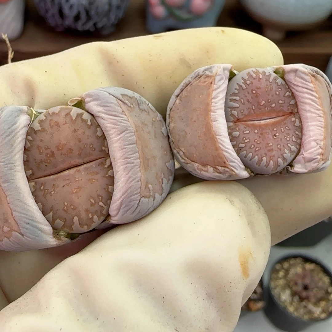 252福利福利福利