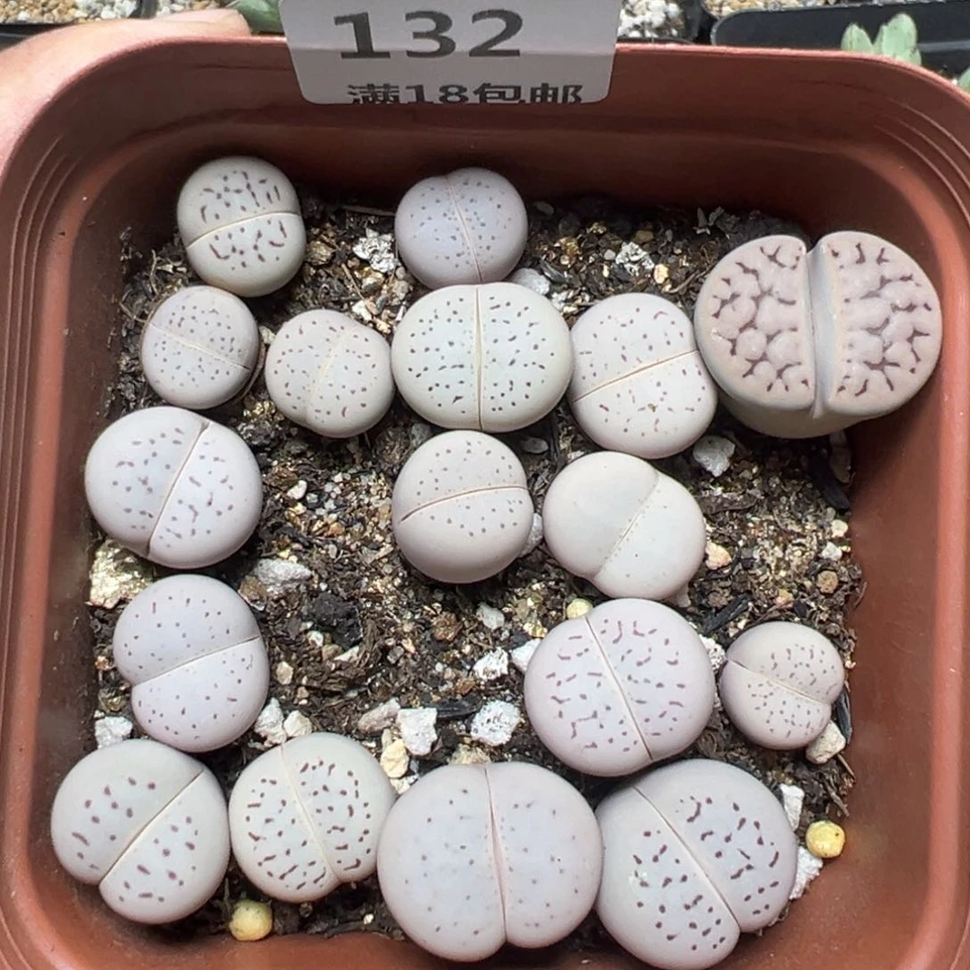 【闪购商品】132……
