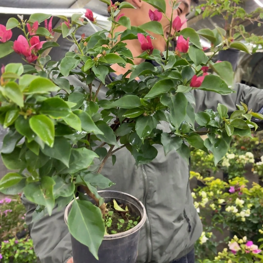 全部花苞（欧若拉2）三角梅会落花落叶会光杆苗有大有小