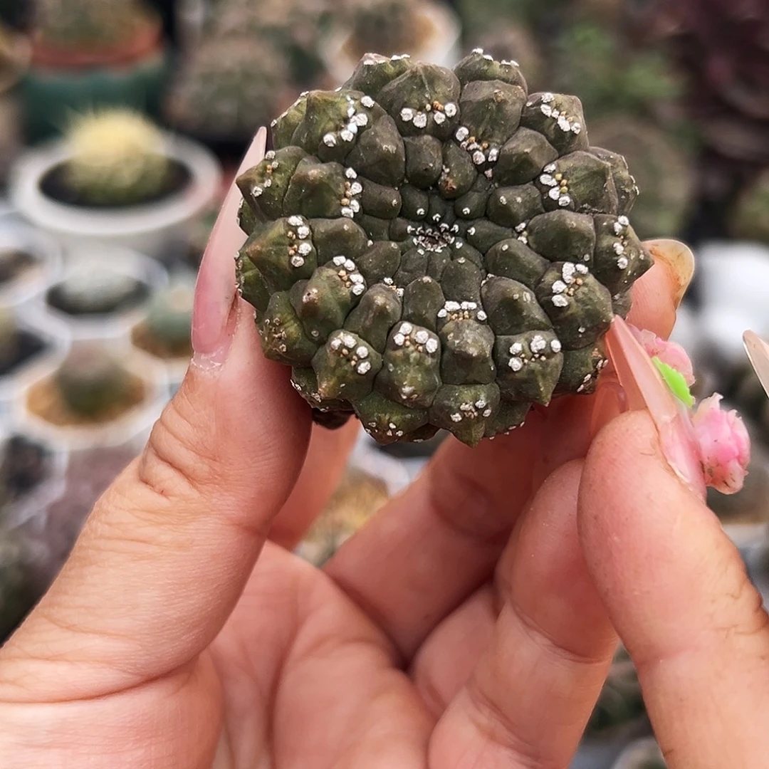 大吉有根仙人球66666666