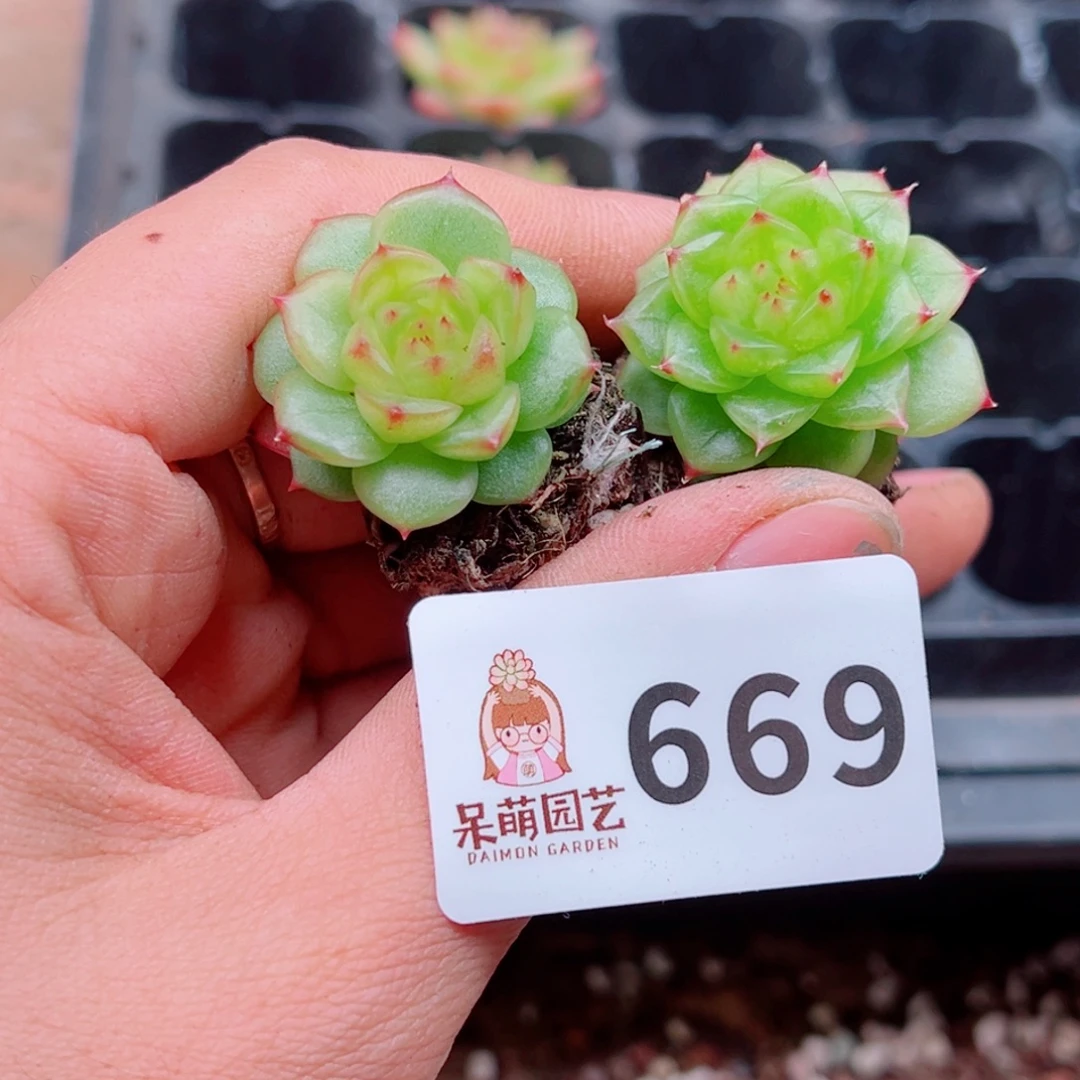 多肉植物多肉植物