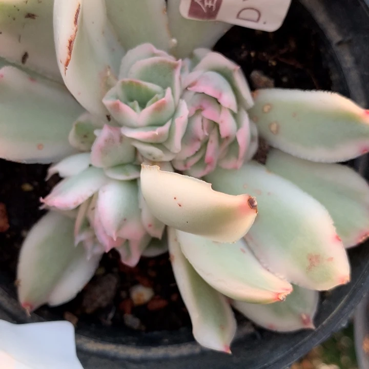 紫蝴蝶锦多肉植物