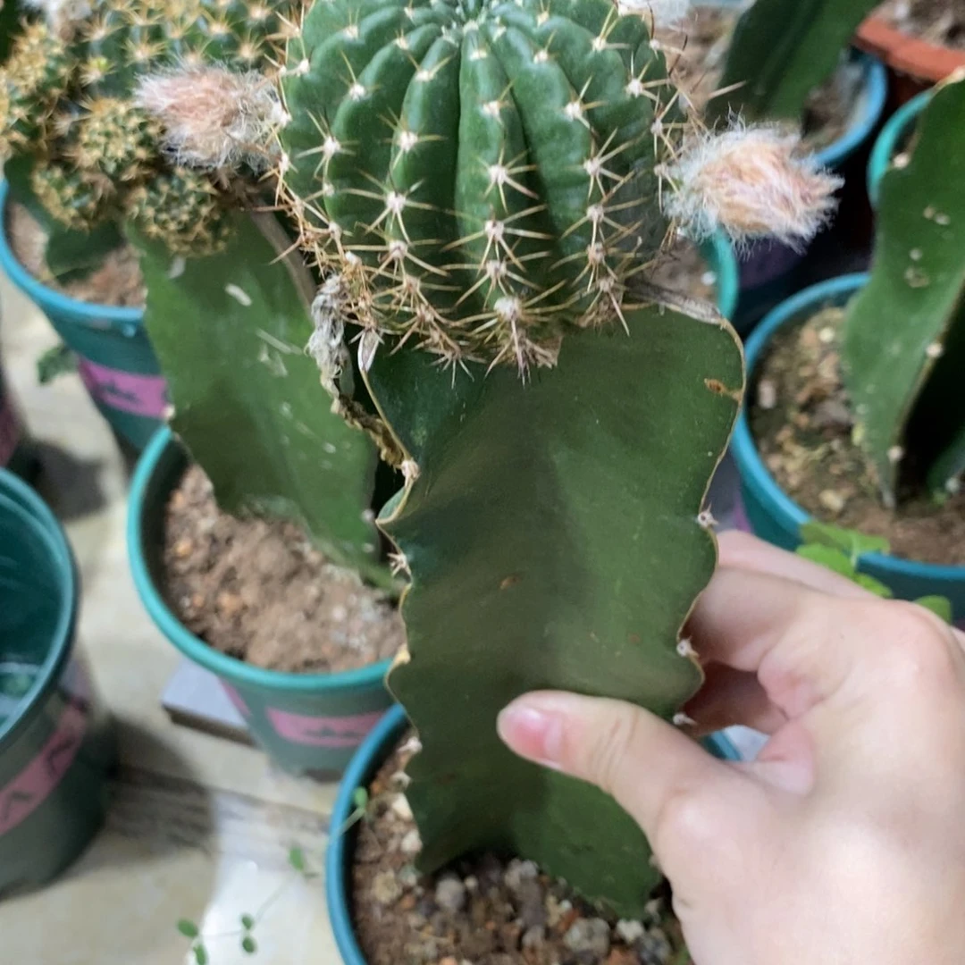 新品丽花L38母本带花苞