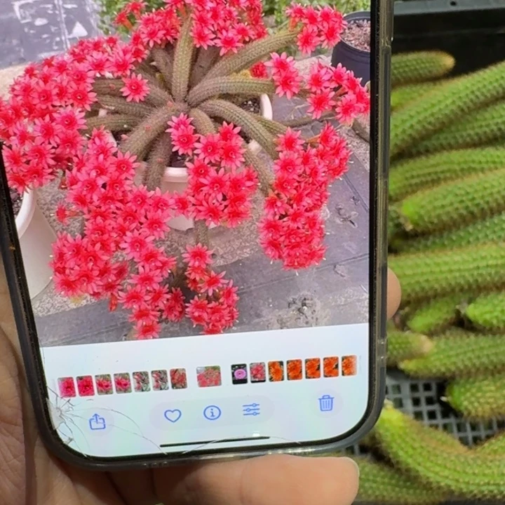 339垂吊金妞红水晶3个无根侧牙10公分左右