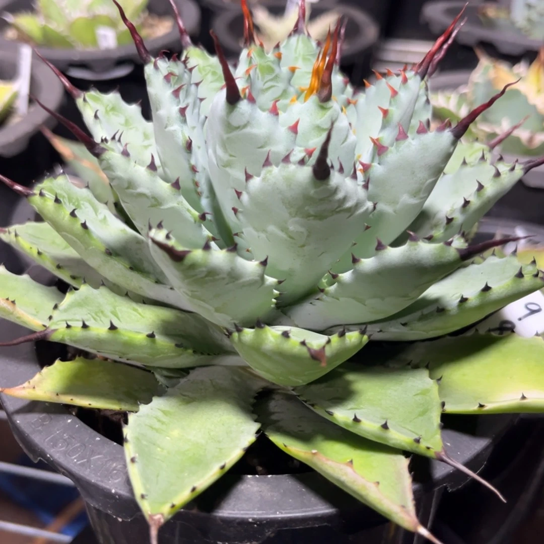曲刺芭蕾 绿植盆栽 优选