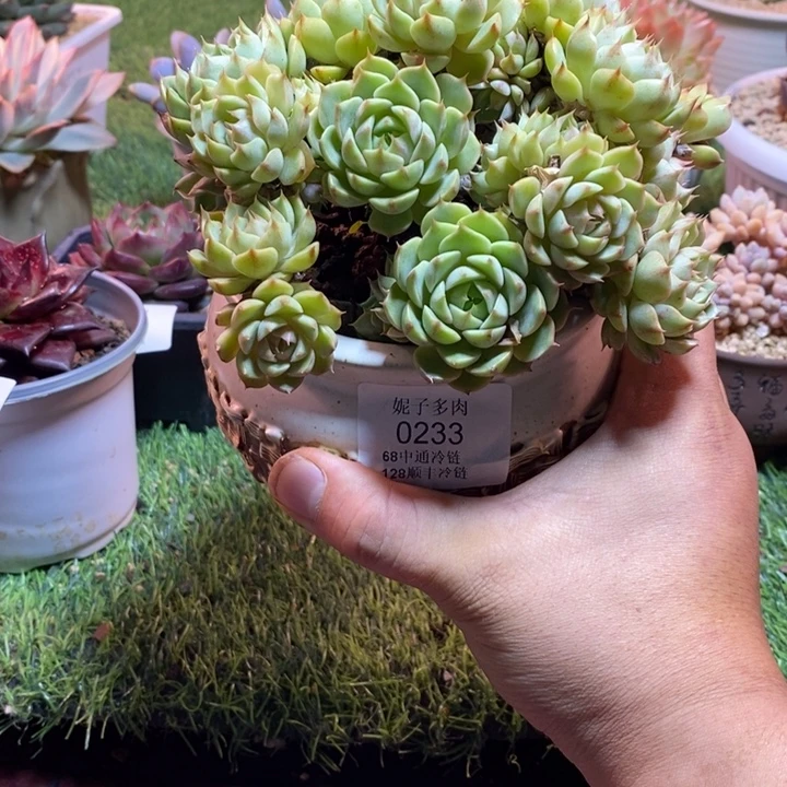 小***灵0233啊啊啊啊啊啊啊啊啊