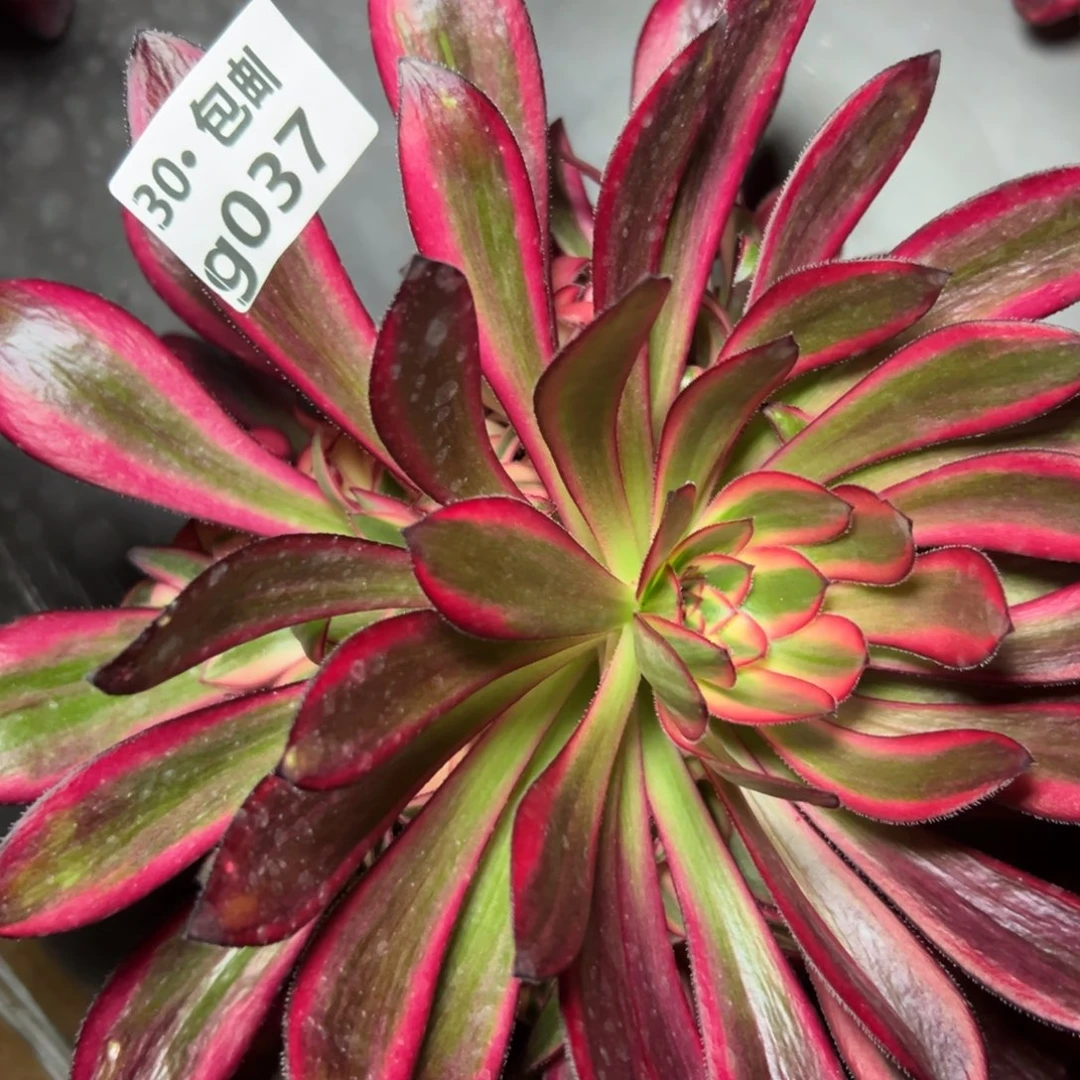 037香奶奶多肉法师