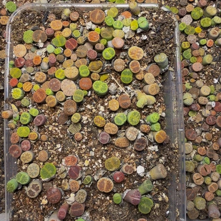 三***吖多肉植物的生长002