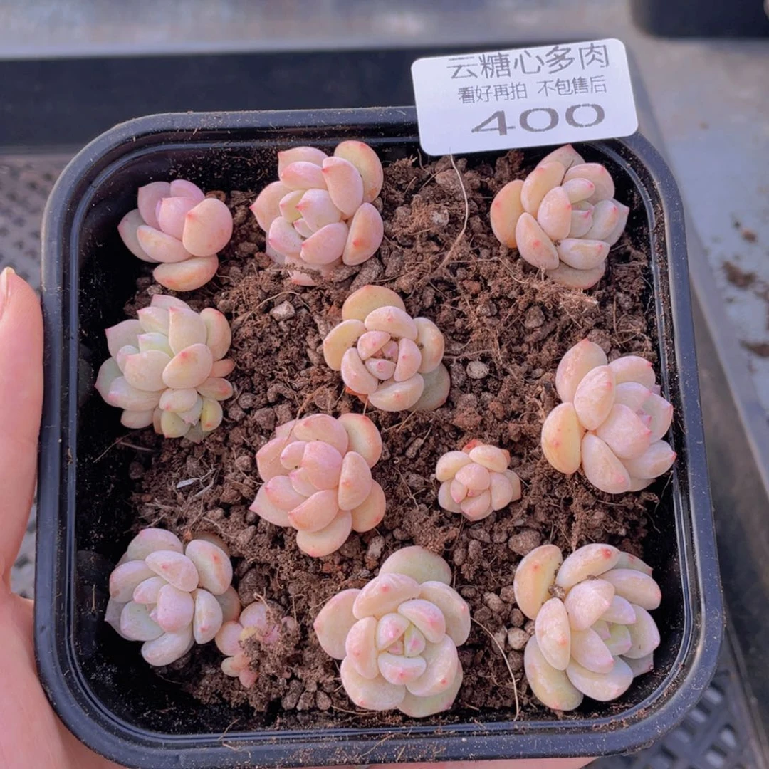 云糖心多肉植物400