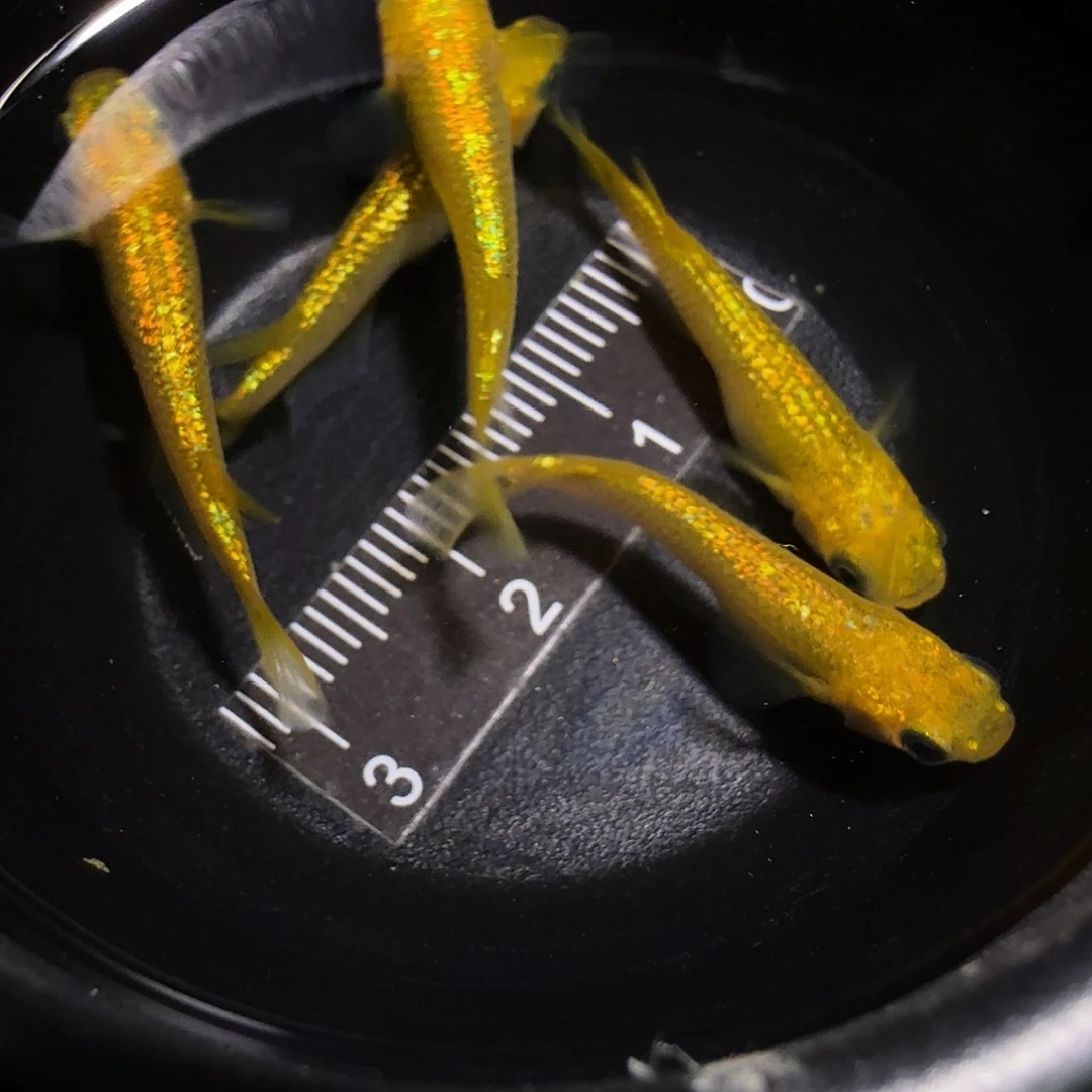 青鳉鱼一物一拍836