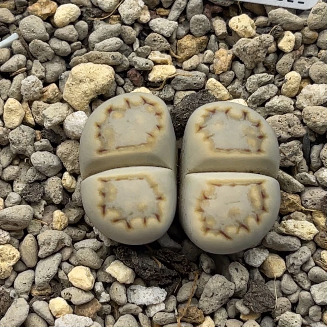 6512双头饼干尺寸单卡1.8