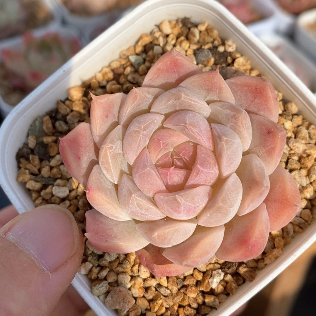 精品多肉一物一拍36