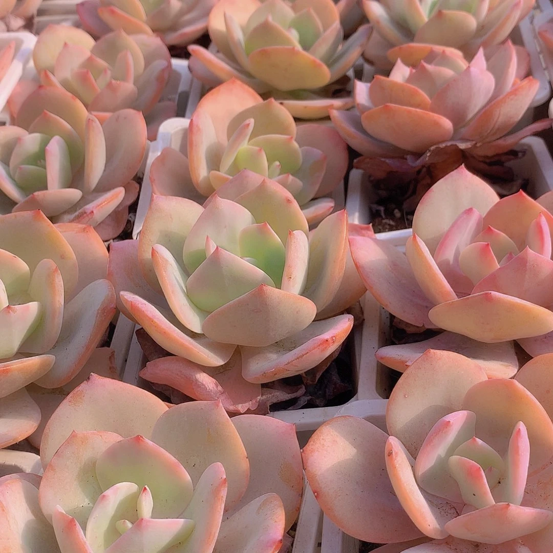 白凤3567788999000000