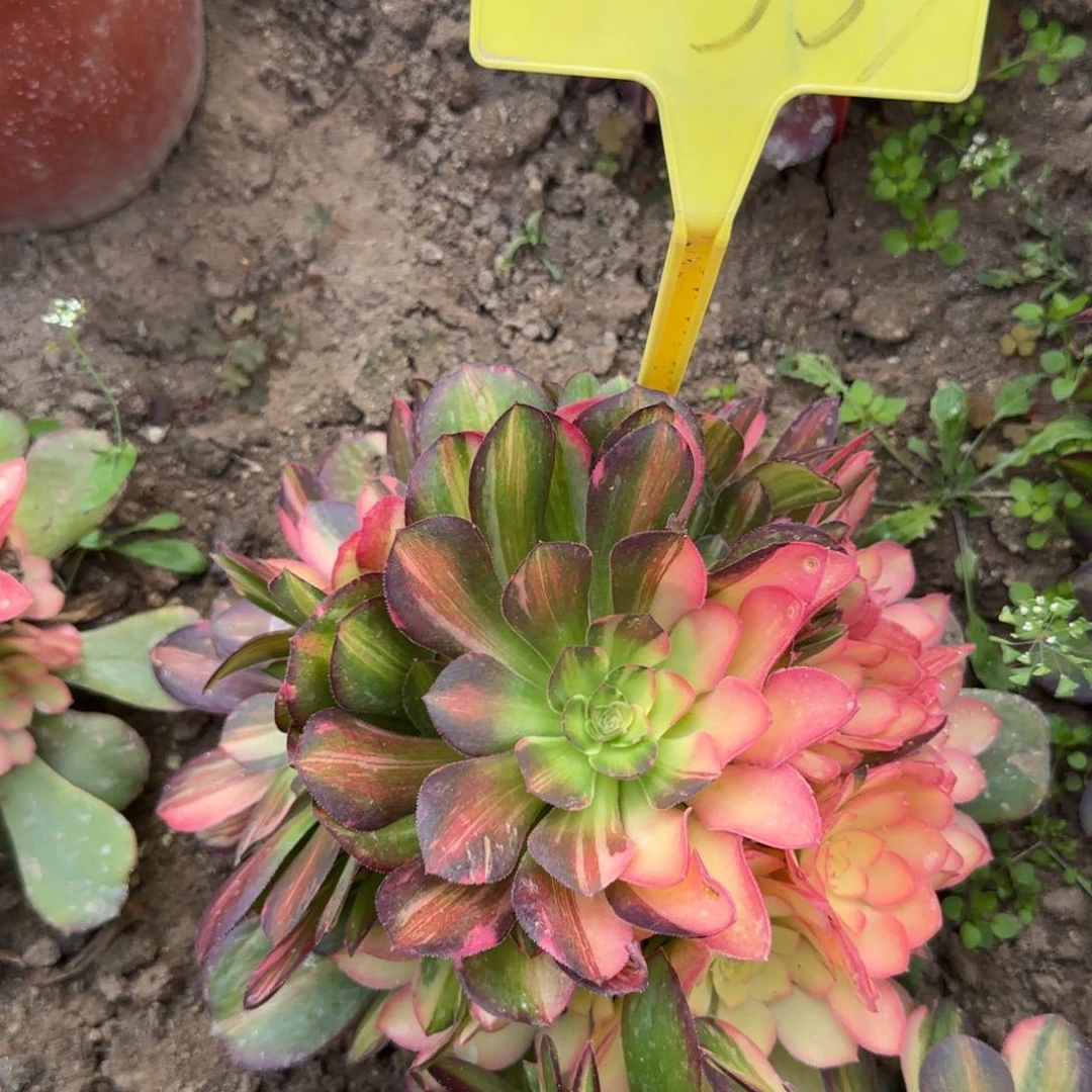 1-353--多头多肉植物