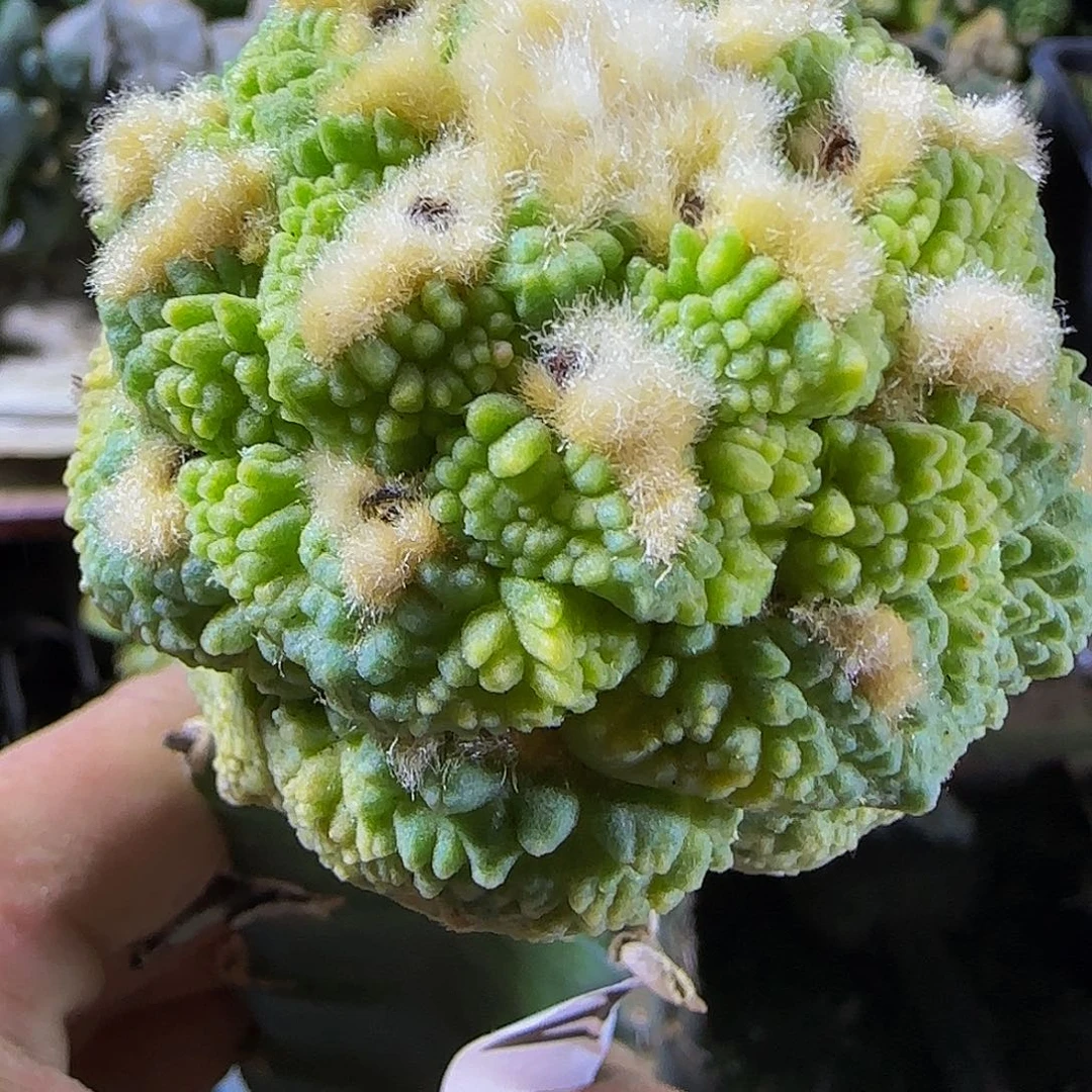 哥怒锦216仙人球开花